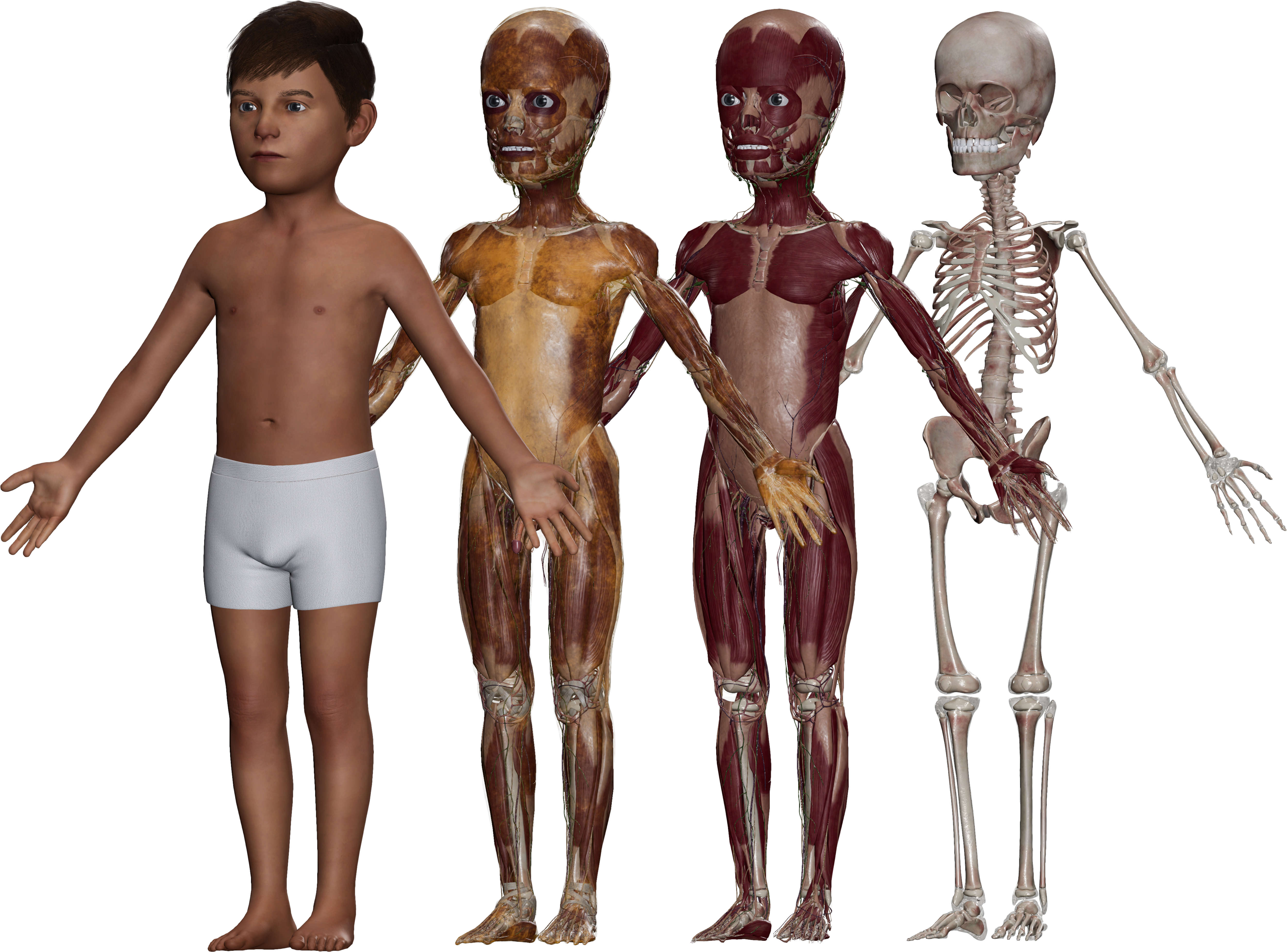 Male pediatric cadaver Cadaviz