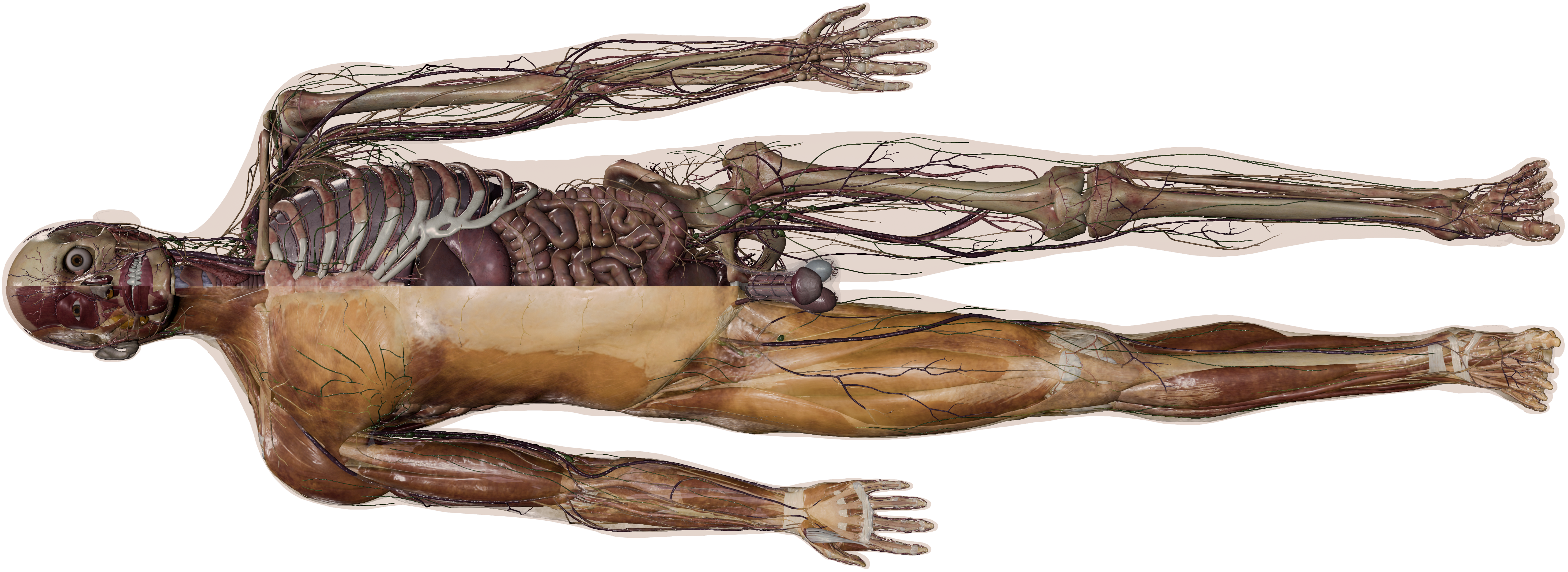 Cadaviz Male Cadaver