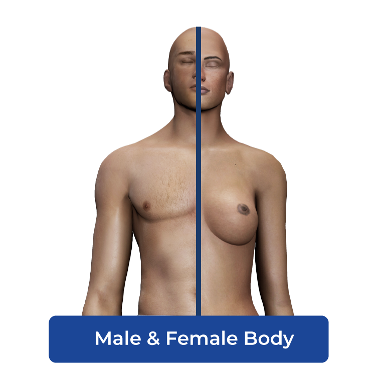 Cadaviz Male and female body