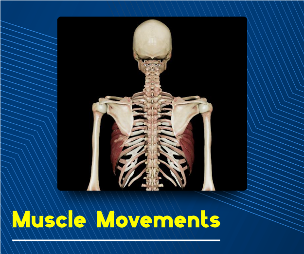 Muscle Movements