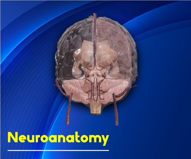 Neuroanatomy