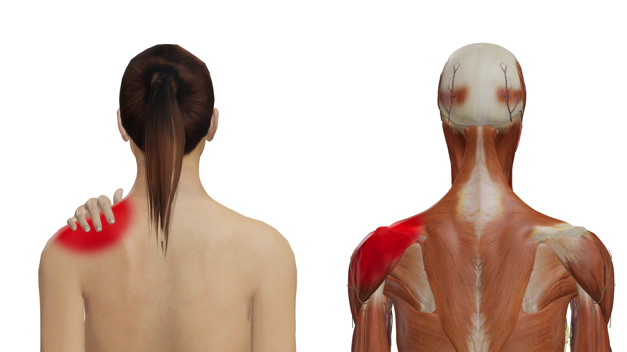 Ectopic Pregnancy: All Important Things You Need to Know