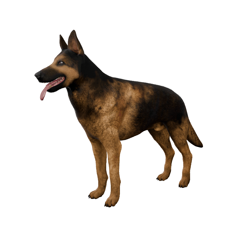 3D Dog Model