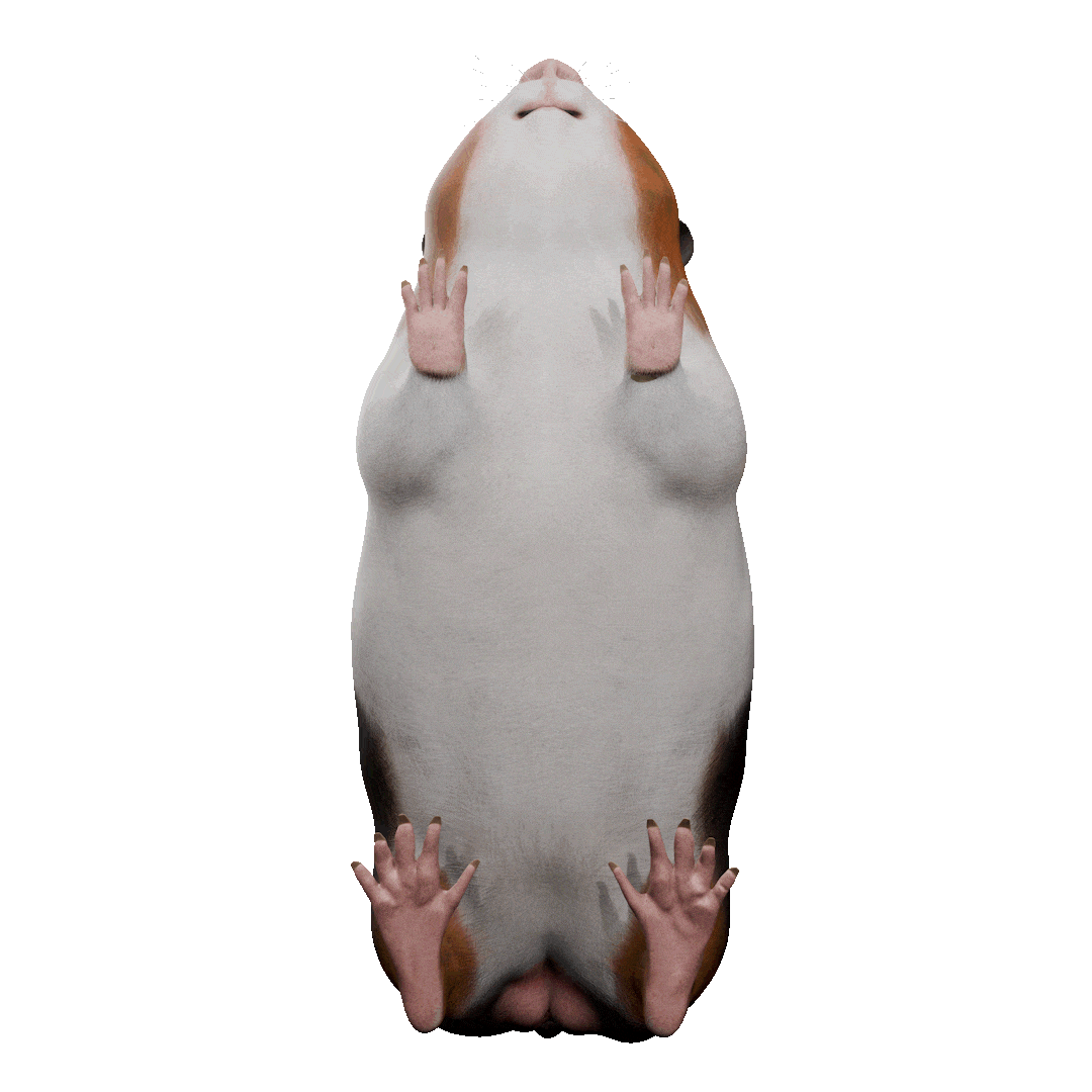 Guinea pig anatomy animation
